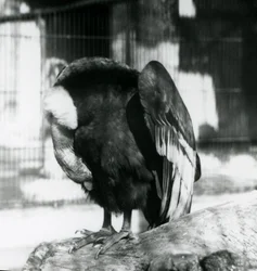 Egy alvó andoki kondor a londoni állatkertben, 1923 (bw fotó)